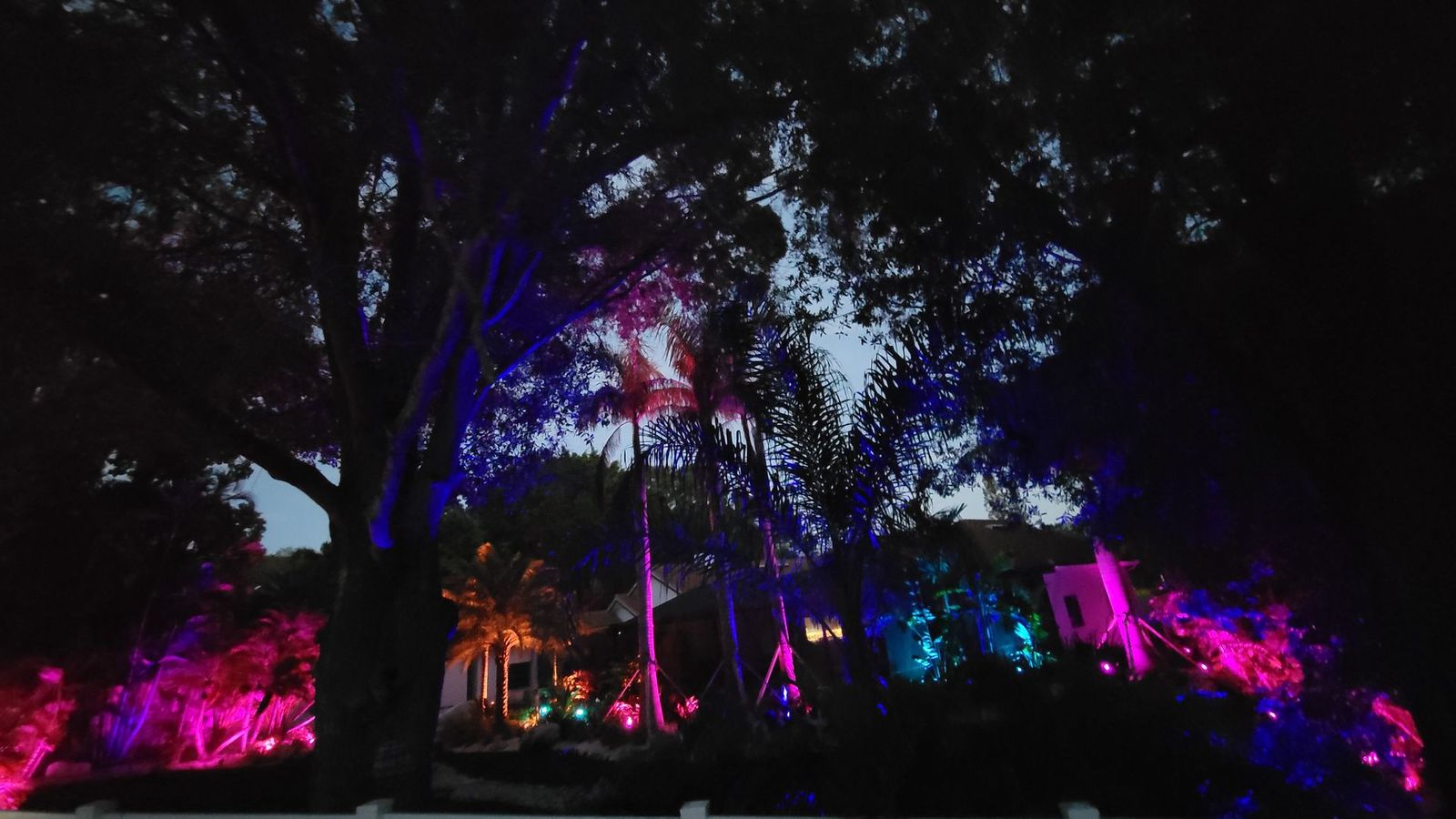 Colorful exterior lighting on trees and landscaping at night