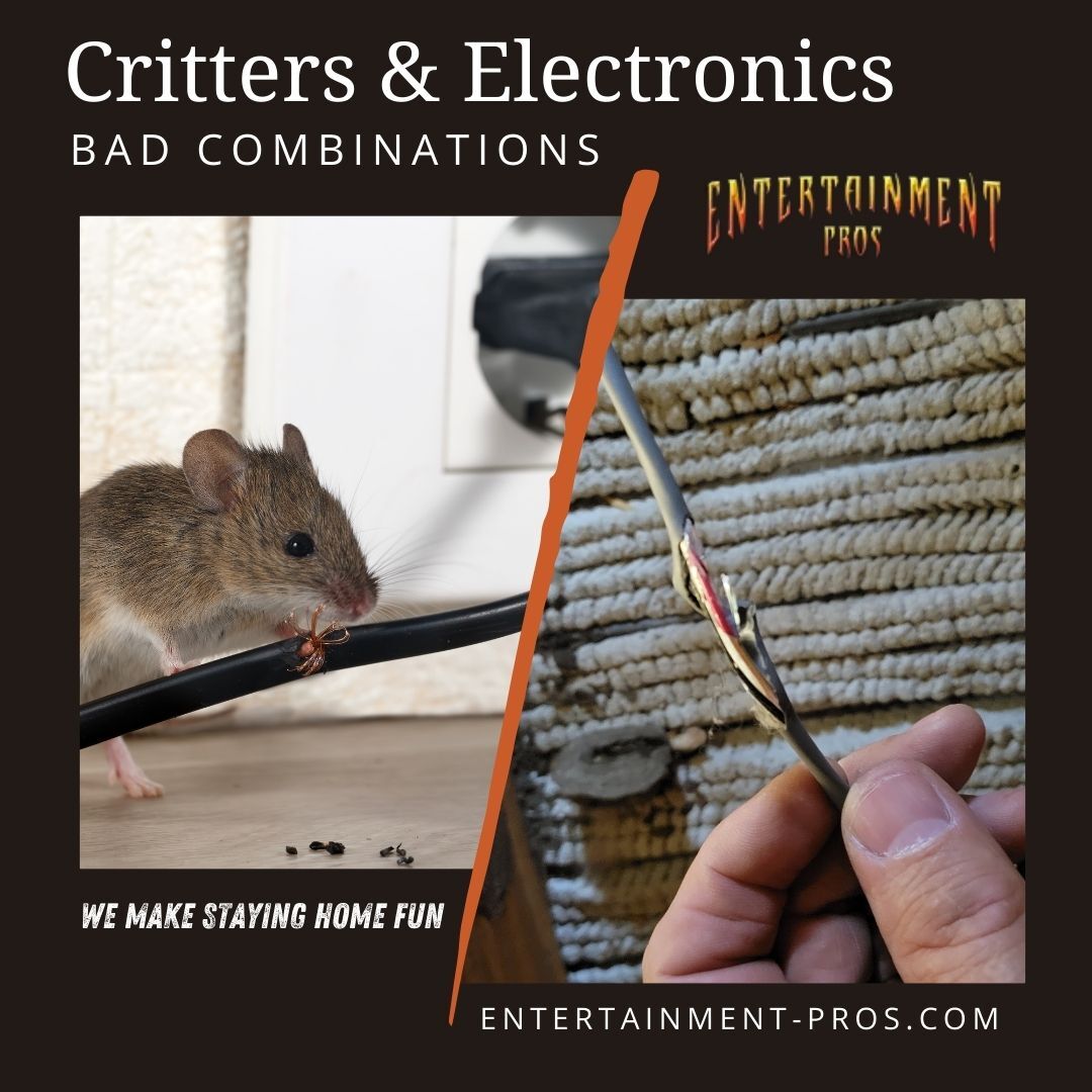 Signs Critters Might Be Eating Your Stereo & AV Equipment